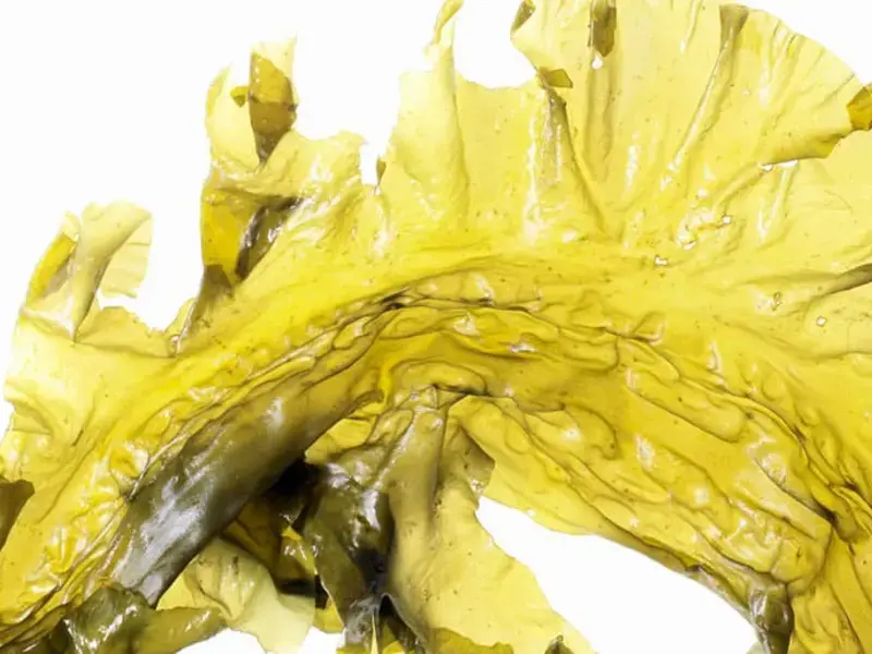 Original_11211_seaweed-finedininglovers-TP