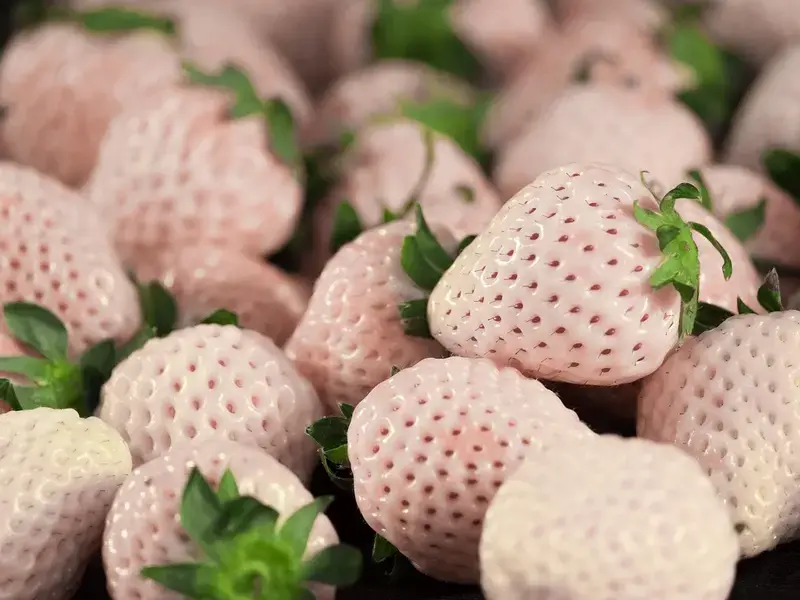 White strawberries from Japan