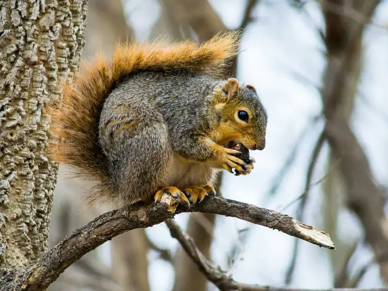Grey squirrel in a tree.