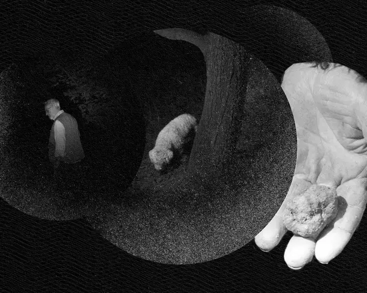 The Digest podcast truffles