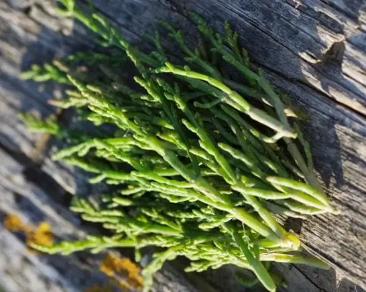 Salicornia: What You Need to Know About This Tasty Sea Bean