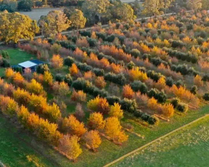 Black Cat Truffles by Liam Downes