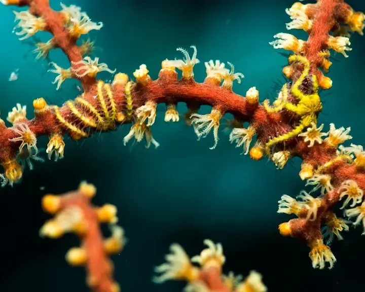 Tourism Tropical North Queensland