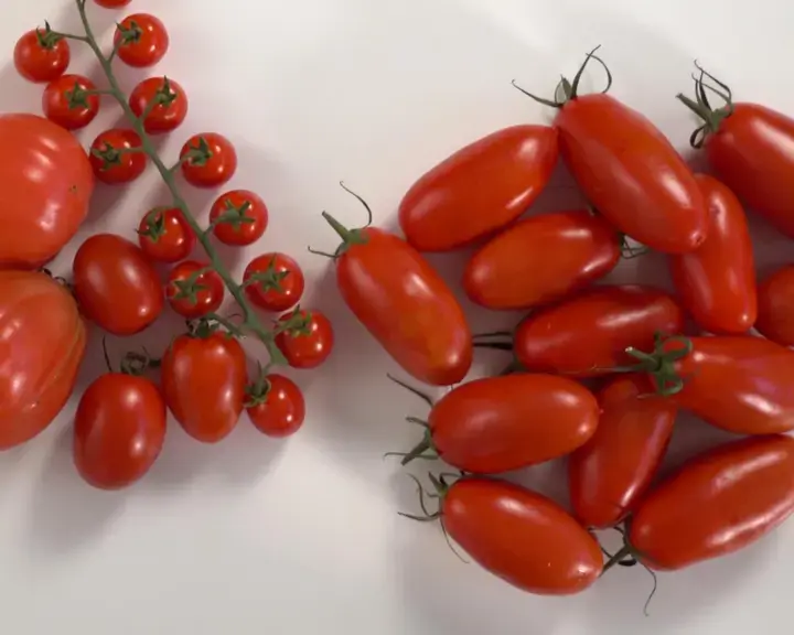 Secrets of tomato